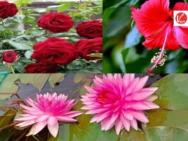 Lucky Flower Plants