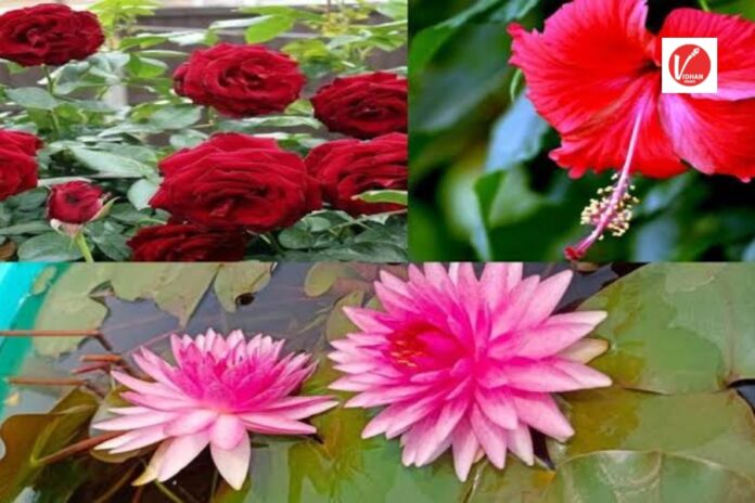 Lucky Flower Plants