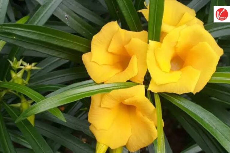 Kaner Flower