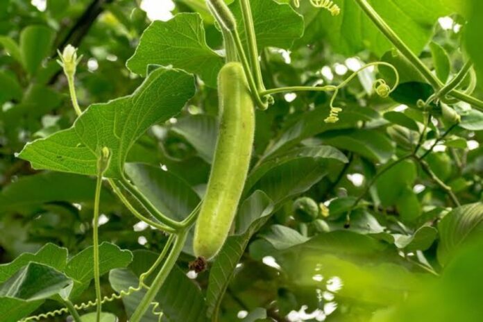 Bottle Gourd Leaves Benefits