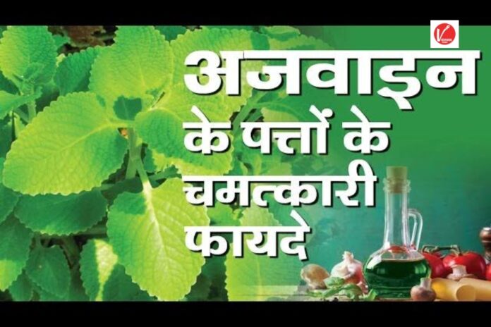 Ajwain Leaves