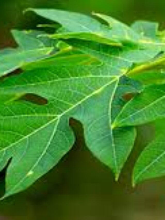 Benefits Of Papaya Leaf Juice