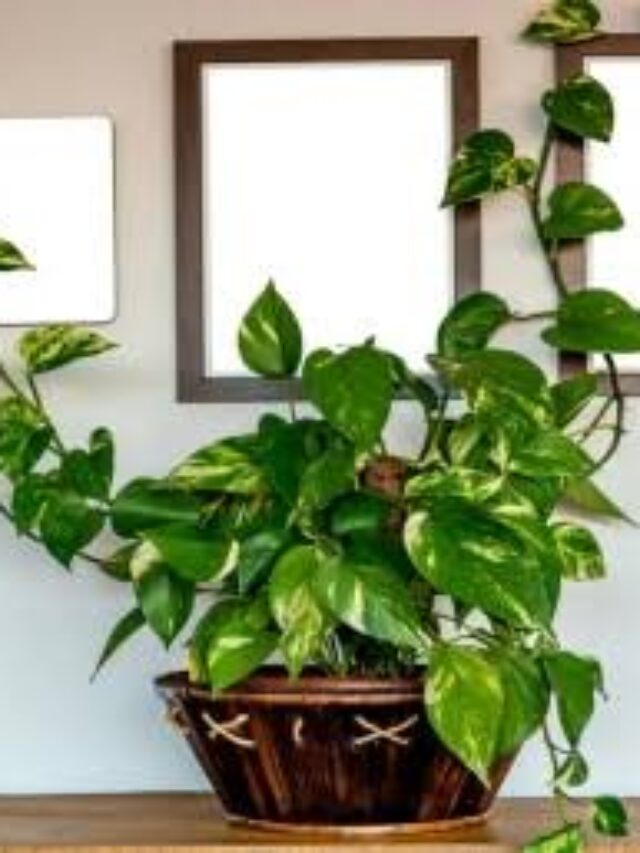 Money Plant Vastu