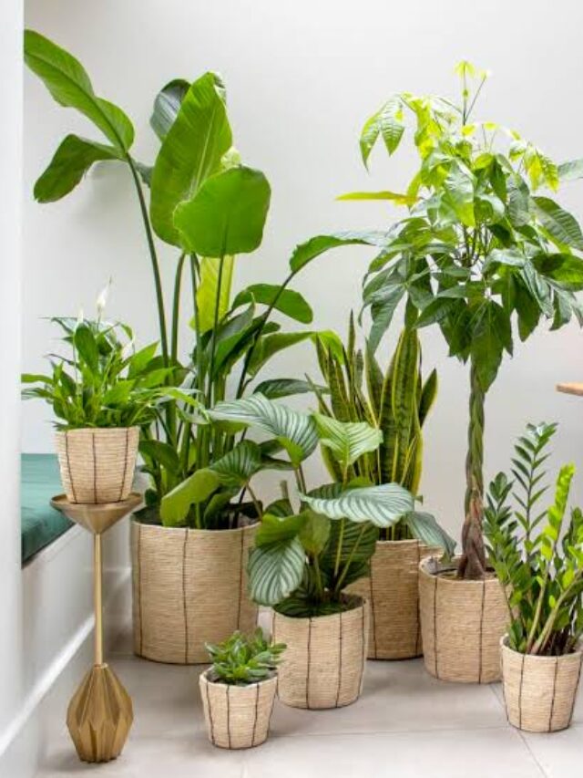 Indoor Plants for Mental Health