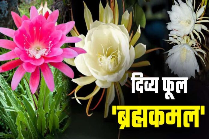 Brahma Kamal Plant Flower