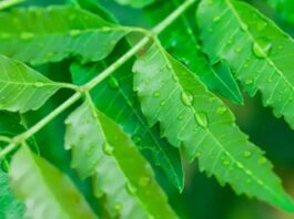 Neem ke Upay