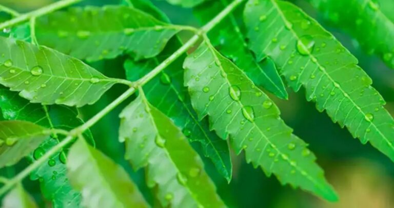 Neem ke Upay