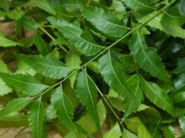 Use of Neem Leaves for Chickenpox