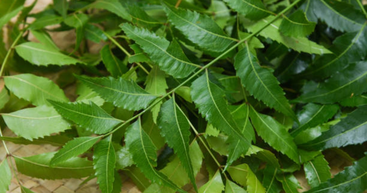 Use of Neem Leaves for Chickenpox