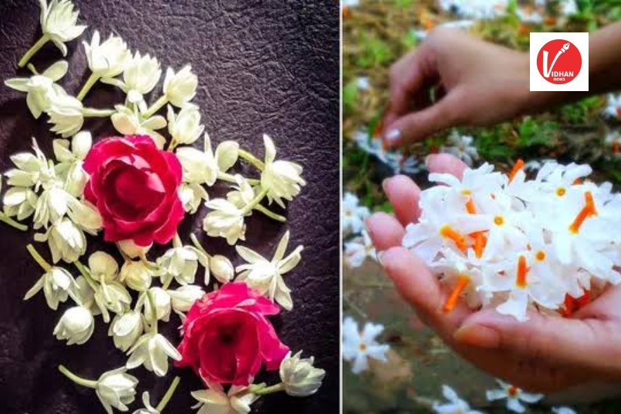 Plant Astrology Plant Astrology