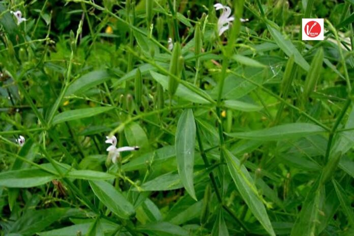 Benefits of Chirata Plant