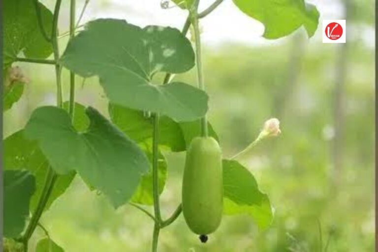 Bottle Gourd Leaves Benefits: शरीर के लिए बेहद फायदेमंद है ये हरी पत्तियां, इन समस्याओं को झट से करता है दूर