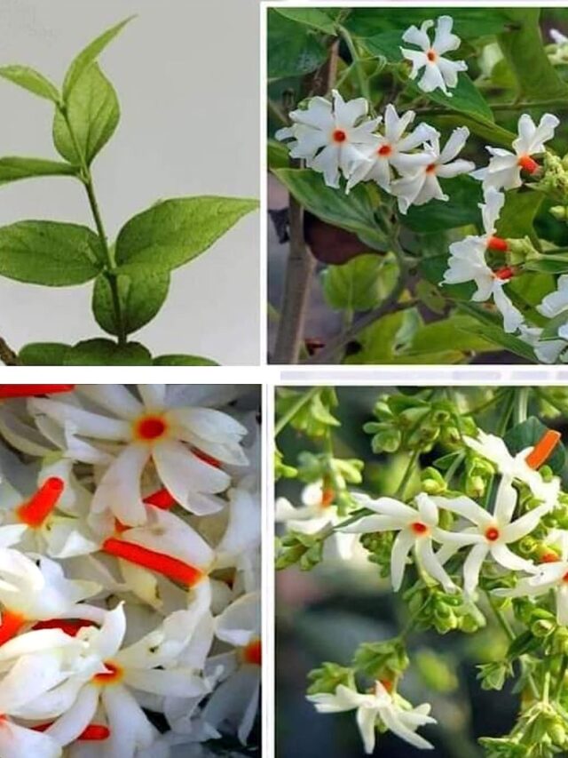 Harsingar Flower Benefits