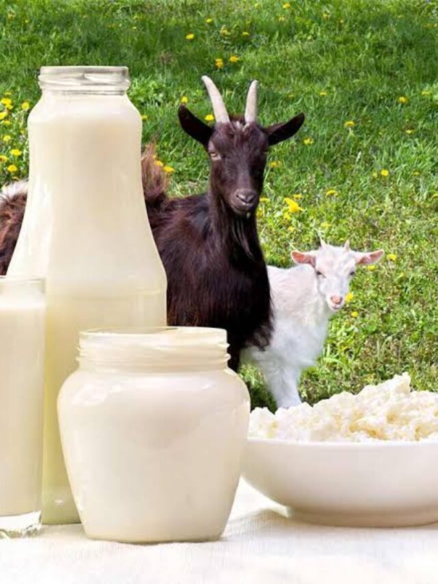 Goat Milk Benefits