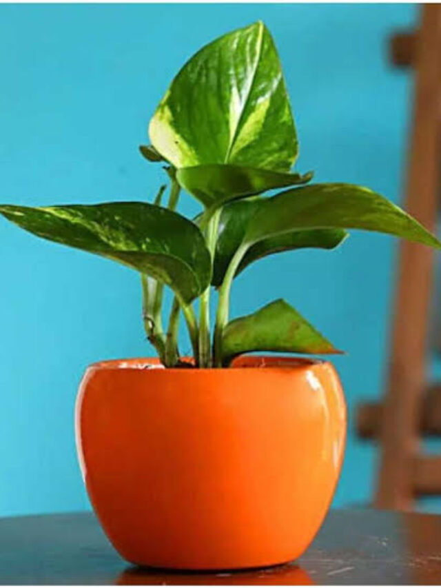 Money Plant Vastu Tips