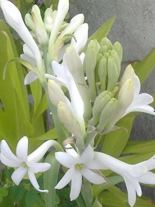 Rajnigandha plant
