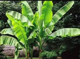 banana-leaves-benefits