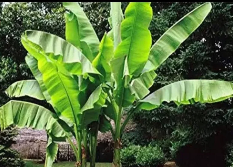 banana-leaves-benefits