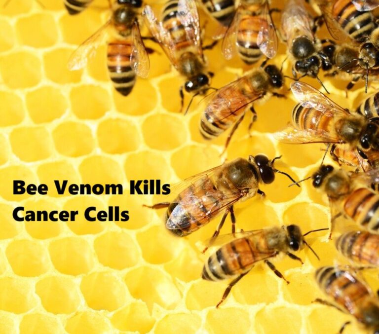 Bee-Venom-Kills-Cancer-Cells