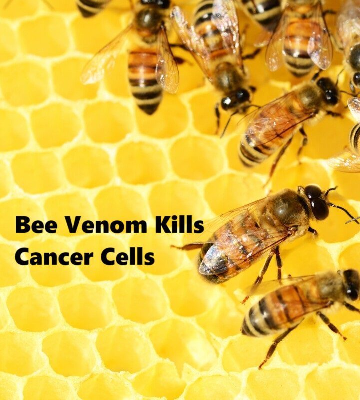 Bee Venom Kills Cancer Cells Bee-Venom-Kills-Cancer-Cells