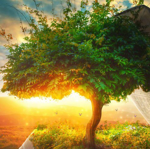 biblical-tree-cancer-treatment-ancient-seed-discovery biblical-tree-cancer-treatment-ancient-seed-discovery