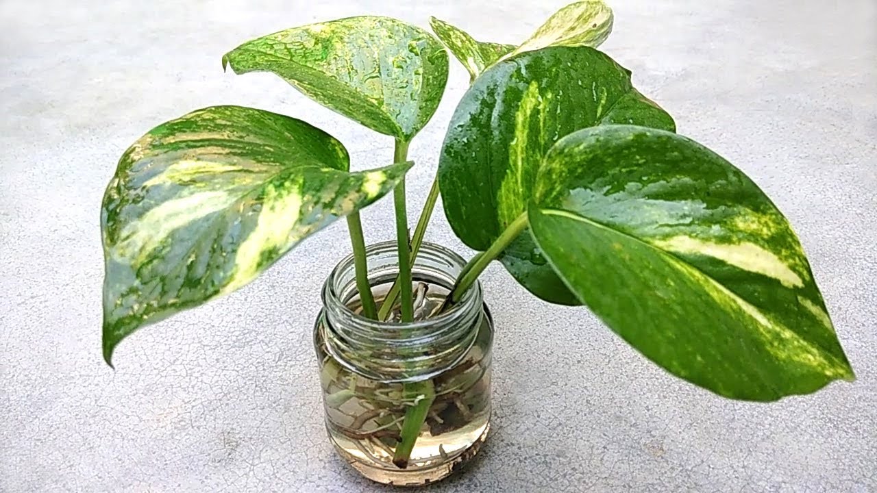 maney plant tree maney plant tree