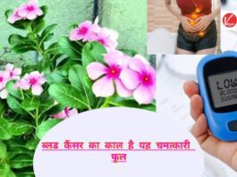 Sadabahar Benefits