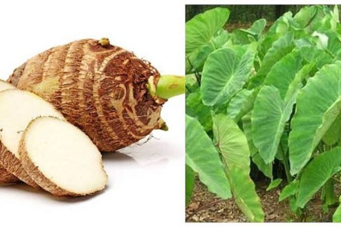 Benefits of Arbi Leaves