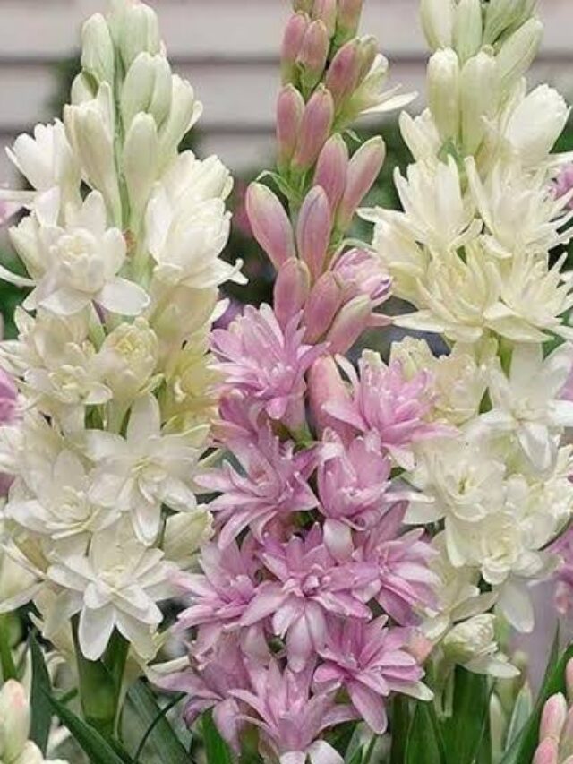 Dhanteras 2024: धनतेरस के दिन अपने घर लगाएं ये पौधे, धन से भर जाएगी तिजोरी