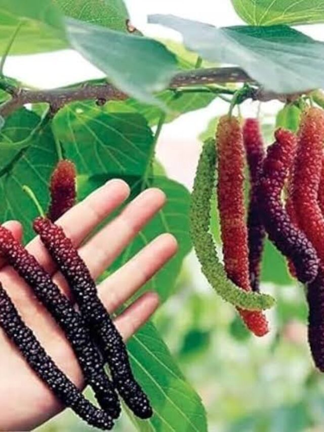 Health Benefits Of Shahtoot