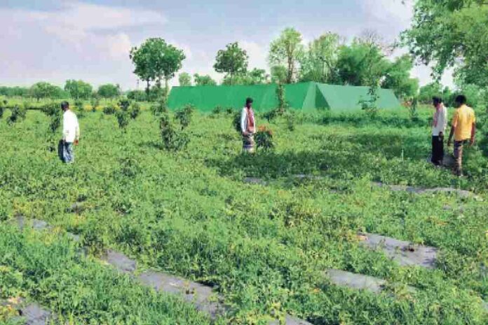 मधुसूदन धाकड़, मध्य प्रदेश के किसान, 200 एकड़ में सब्जियों की खेती करके करोड़ों की कमाई कर रहे हैं।