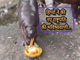 अमेरिकी राष्ट्रपति चुनाव 2024 के विजेता की भविष्यवाणी करता हिप्पोपोटामस