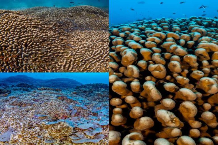 प्रशांत महासागर में पाया गया दुनिया का सबसे बड़ा कोरल, जिसकी ऊंचाई 16 फीट और आकार 112x105 फीट है, जो ब्लू व्हेल से भी बड़ा है।