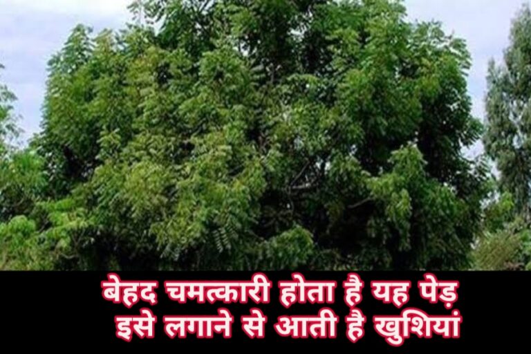 Vastu Tips