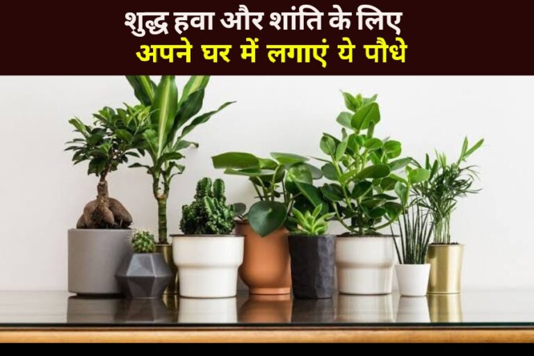 Plants For Home