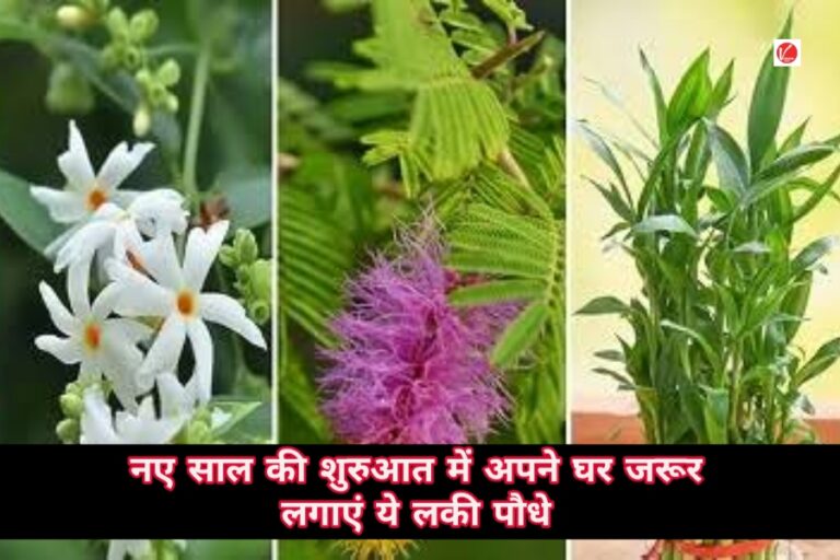 Lucky Plants