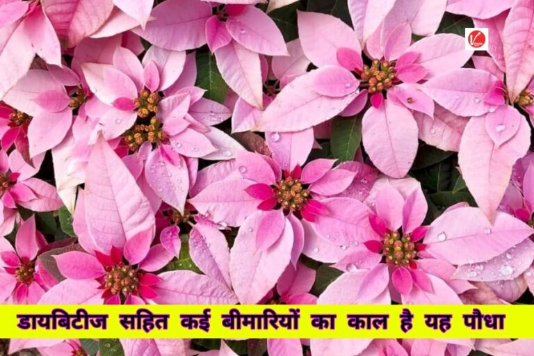 Poinsettia Tree Benefits