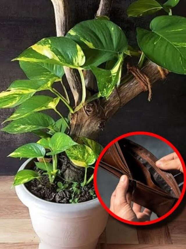 Money Plant Tips: