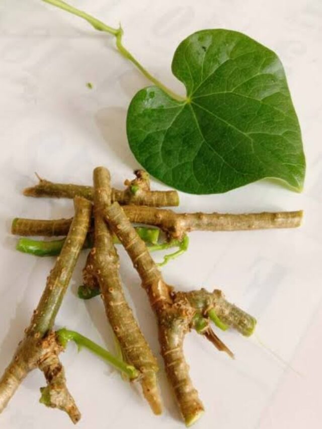 Giloy Benefits: शरीर के लिए अमृत के समान है गिलोय, सेवन करने से मिलेंगे ये 6 जबरदस्त फायदे