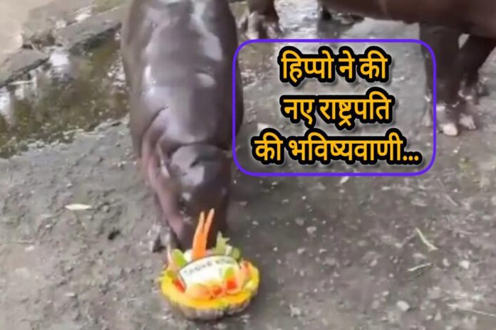 अमेरिकी राष्ट्रपति चुनाव 2024 के विजेता की भविष्यवाणी करता हिप्पोपोटामस