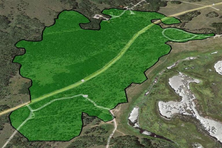 अमेरिका के यूटा में 34,000 साल पुराना पैंडो ट्री, जो दुनिया का सबसे बड़ा और सबसे पुराना जीवित जीव माना जाता है।