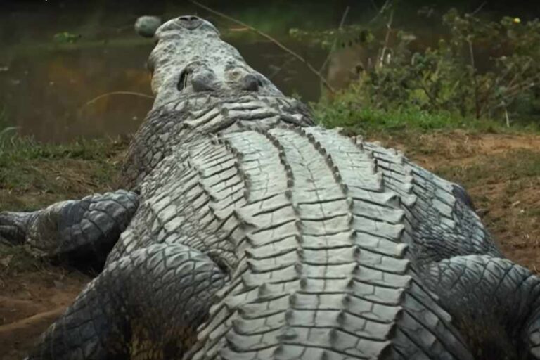 दुनिया का सबसे बड़ा मगरमच्छ कैसियस का निधन