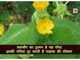 Atibala Plant Benefits: