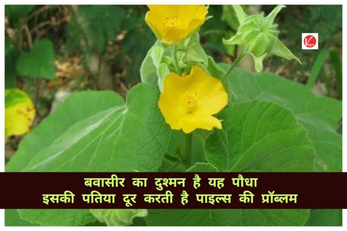 Atibala Plant Benefits: