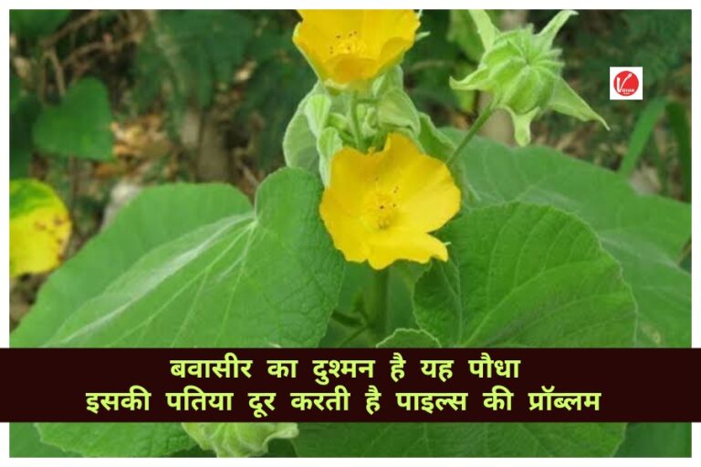 Atibala Plant Benefits: