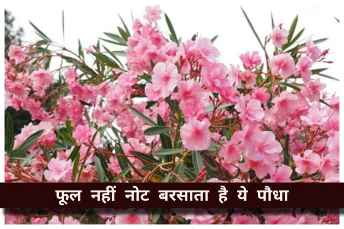 Vastu Tips: Vastu Tips: