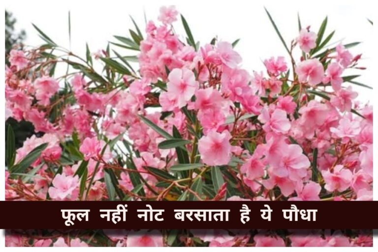 Vastu Tips:
