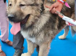 Caucasian Shepherd Dog