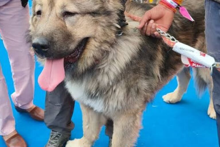 Caucasian Shepherd Dog
