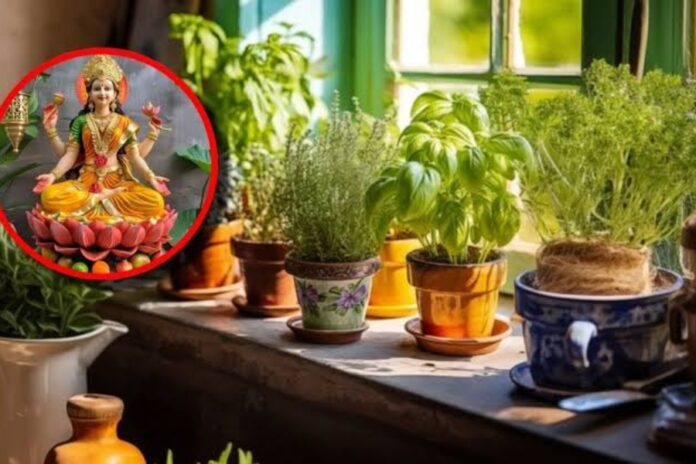 Lucky Plants For Home: